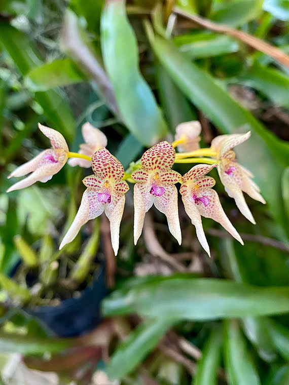 Bulbophyllum guttulatum